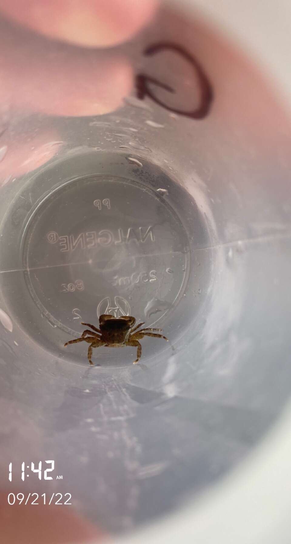 Image of dark shore crab