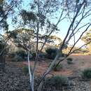 Image of Eucalyptus planipes L. A. S. Johnson & K. D. Hill
