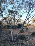 Image of Eucalyptus planipes L. A. S. Johnson & K. D. Hill