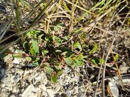 Image of Euphorbia psammogeton P. S. Green