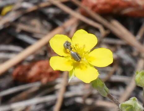 Imagem de Potentilla hippiana Lehm.