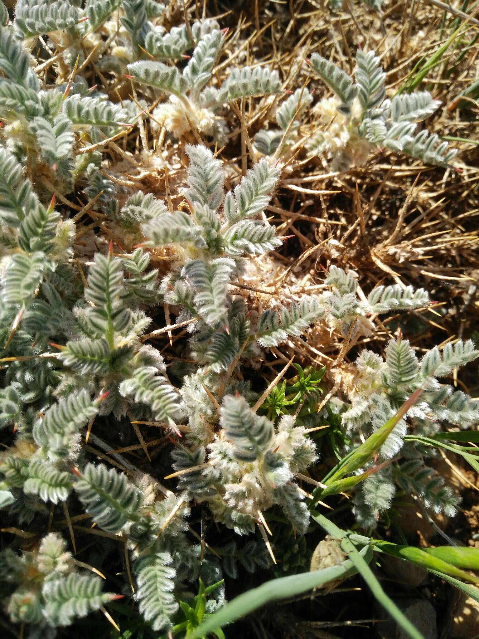 Imagem de Astragalus cruentiflorus Boiss.