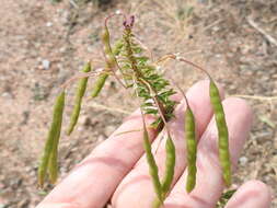 Image of Cleomella serrulata (Pursh) Roalson & J. C. Hall