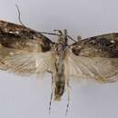 Image of Lichen moth