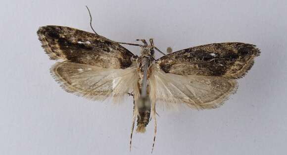 Image of Lichen moth