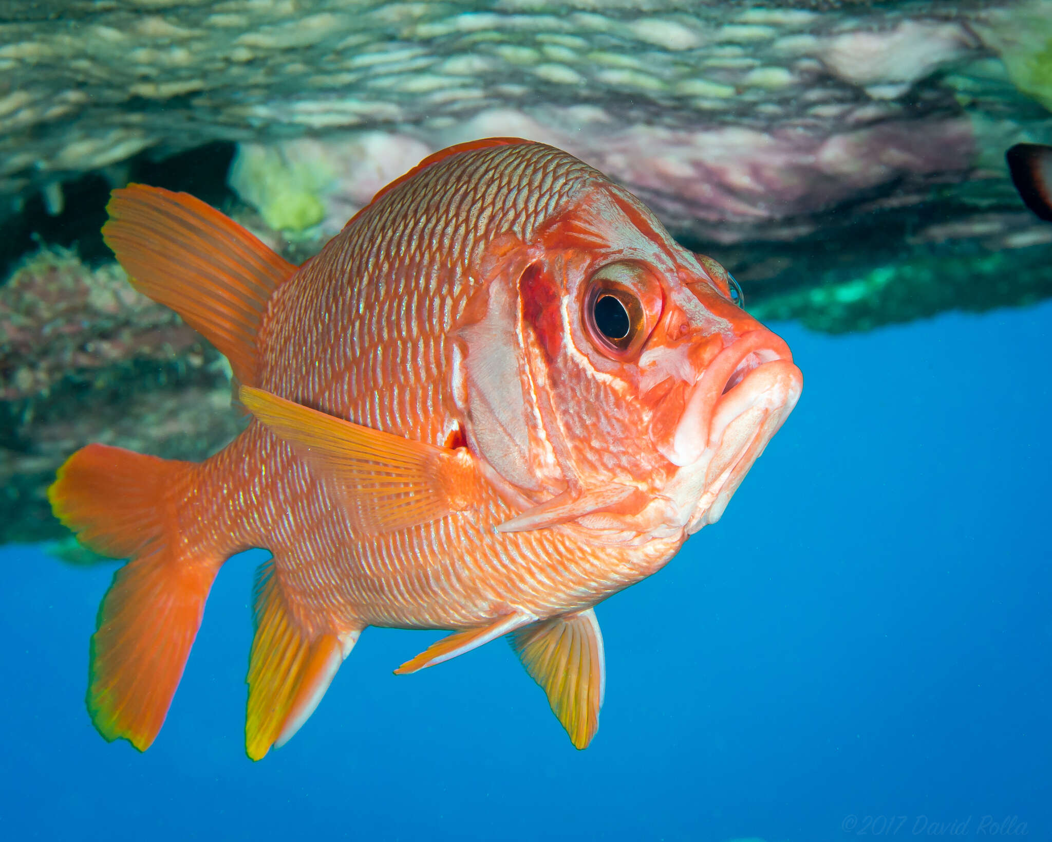 Image of Sabre squirrelfish