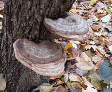 Ganoderma applanatum (Pers.) Pat. 1887的圖片