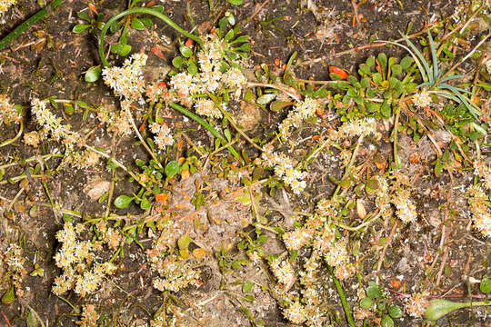 Image of Sesamoides spathulifolia (Boreau) Rothm.