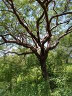 Image of Bursera lancifolia (Schltdl.) Engl.