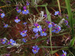 Image of Butterfly lobelia