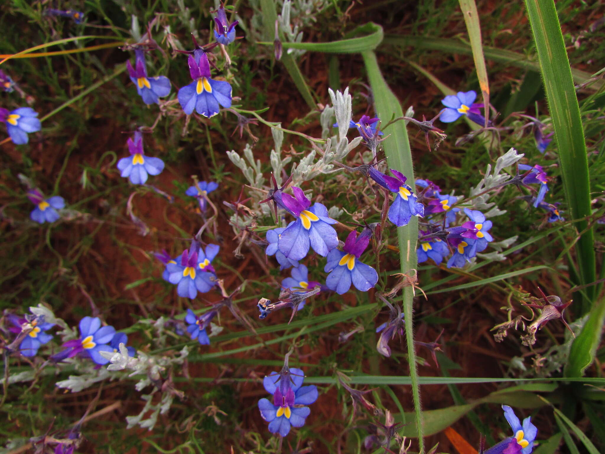 Image of Butterfly lobelia