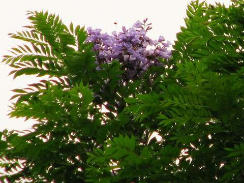 صورة Jacaranda copaia (Aubl.) D. Don