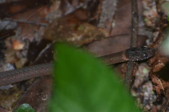 Image of Variable Marsh Snake