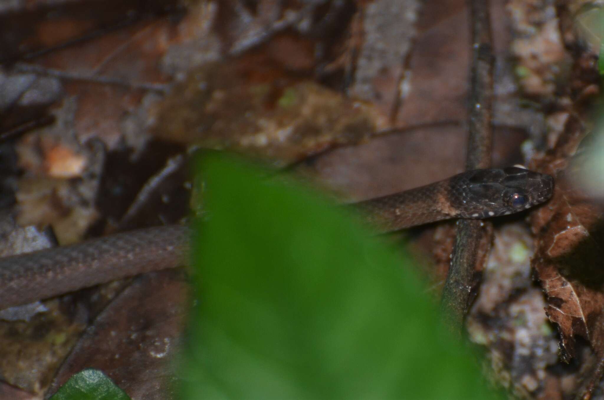 Image de Natriciteres variegata (Peters 1861)