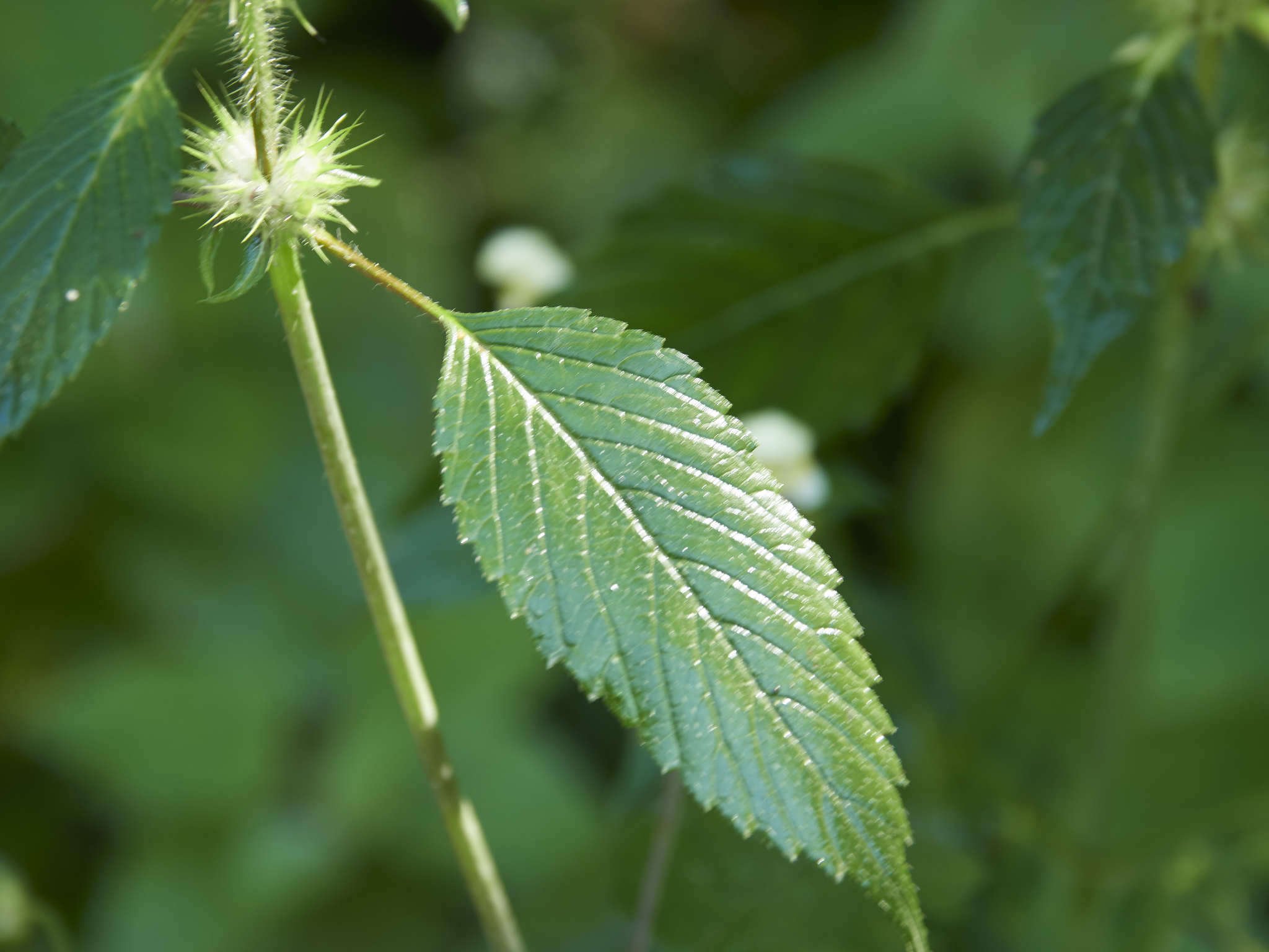 Image of Edmonton hempnettle