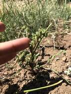 Image of limestone phacelia