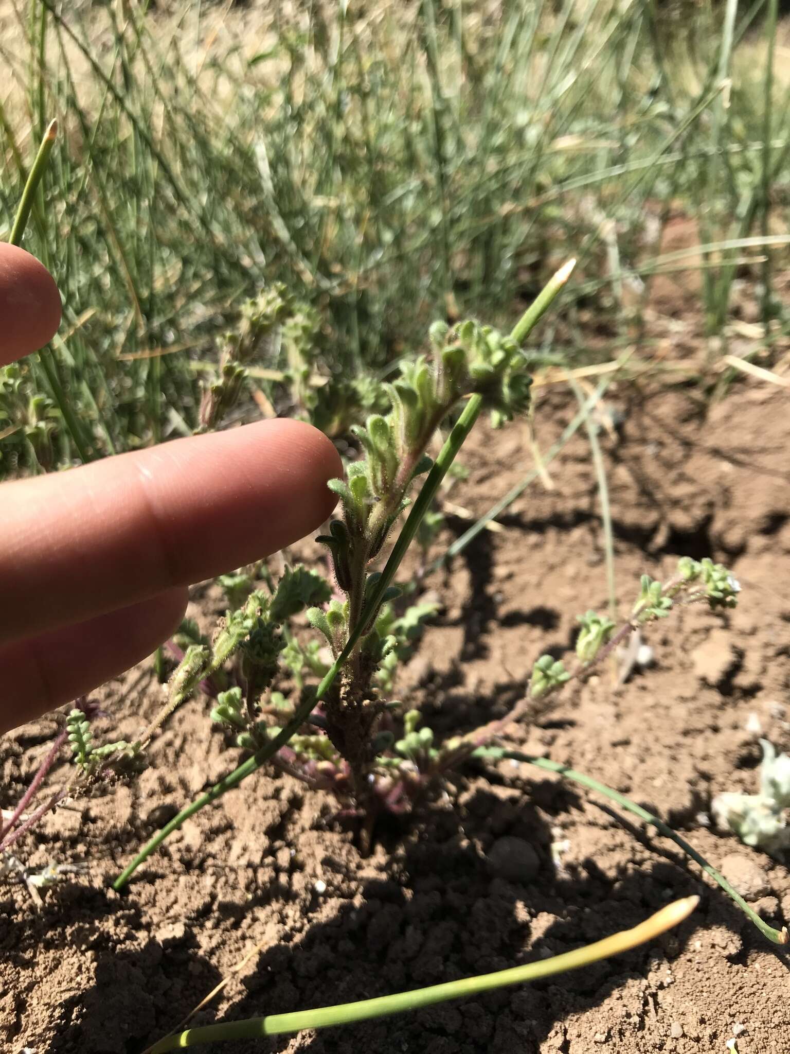 Phacelia affinis A. Gray的圖片