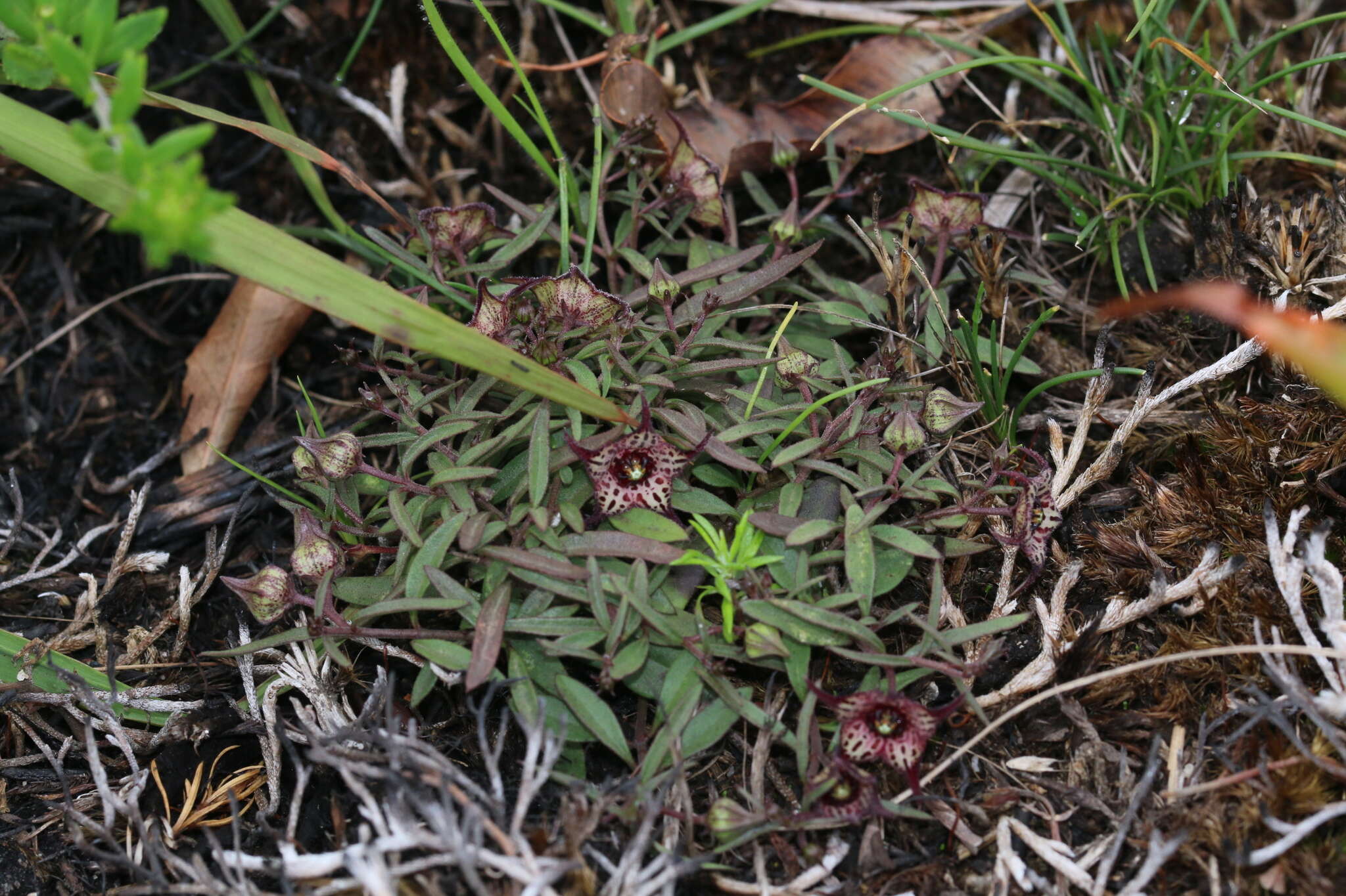 Image of Ceropegia australis (R. A. Dyer) Bruyns
