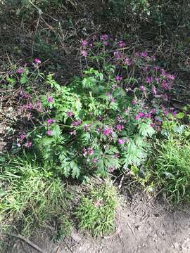 Image of Geranium reuteri Aedo & Muñoz Garm.