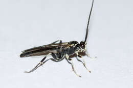 Image of Cratichneumon sublatus (Cresson 1864)