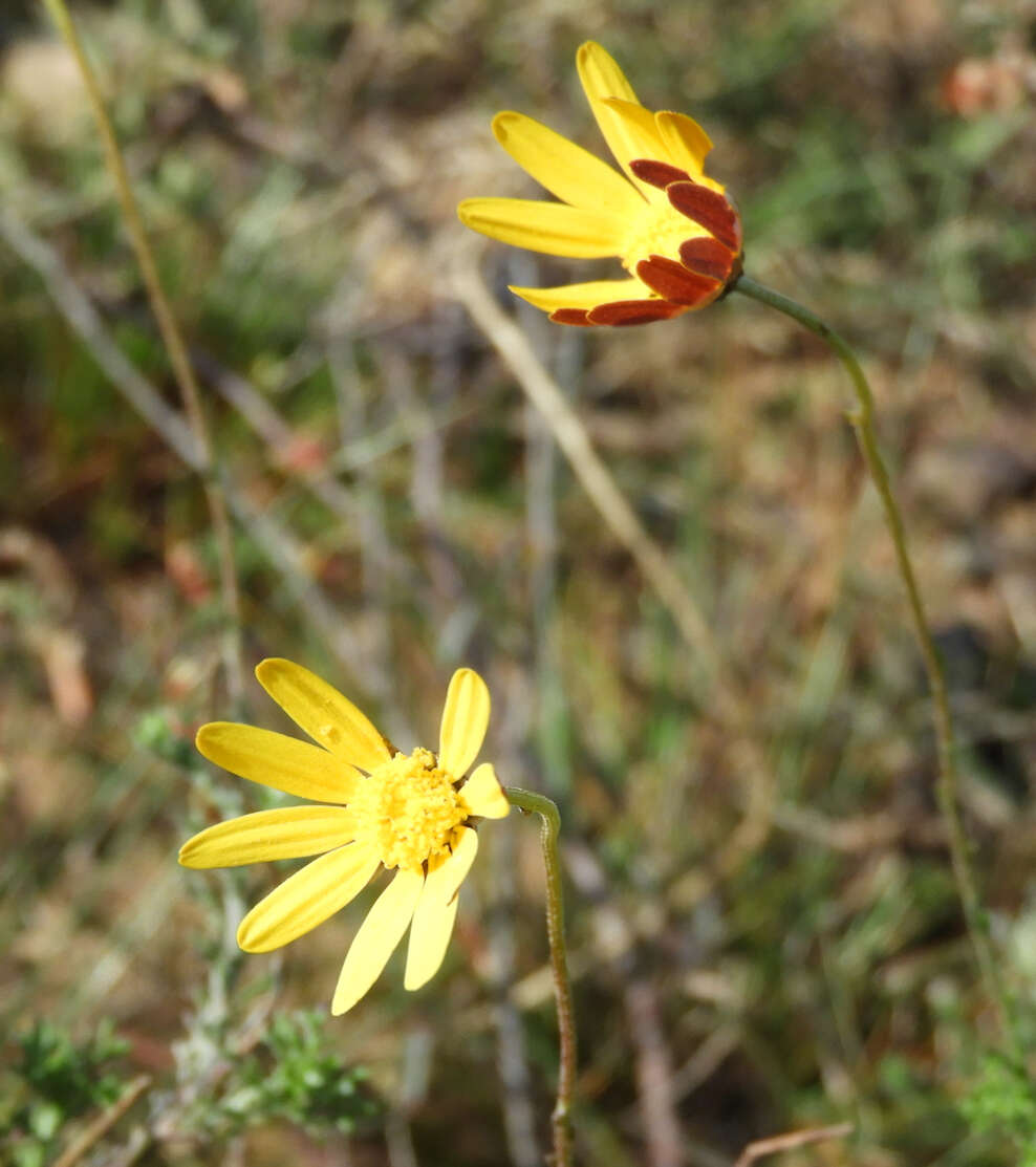 Image of Ursinia discolor (Less.) N. E. Br.