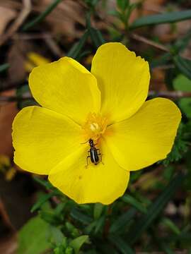 Image of Attalus limbatus