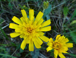 Image of Hieracium glaucinum Jord.