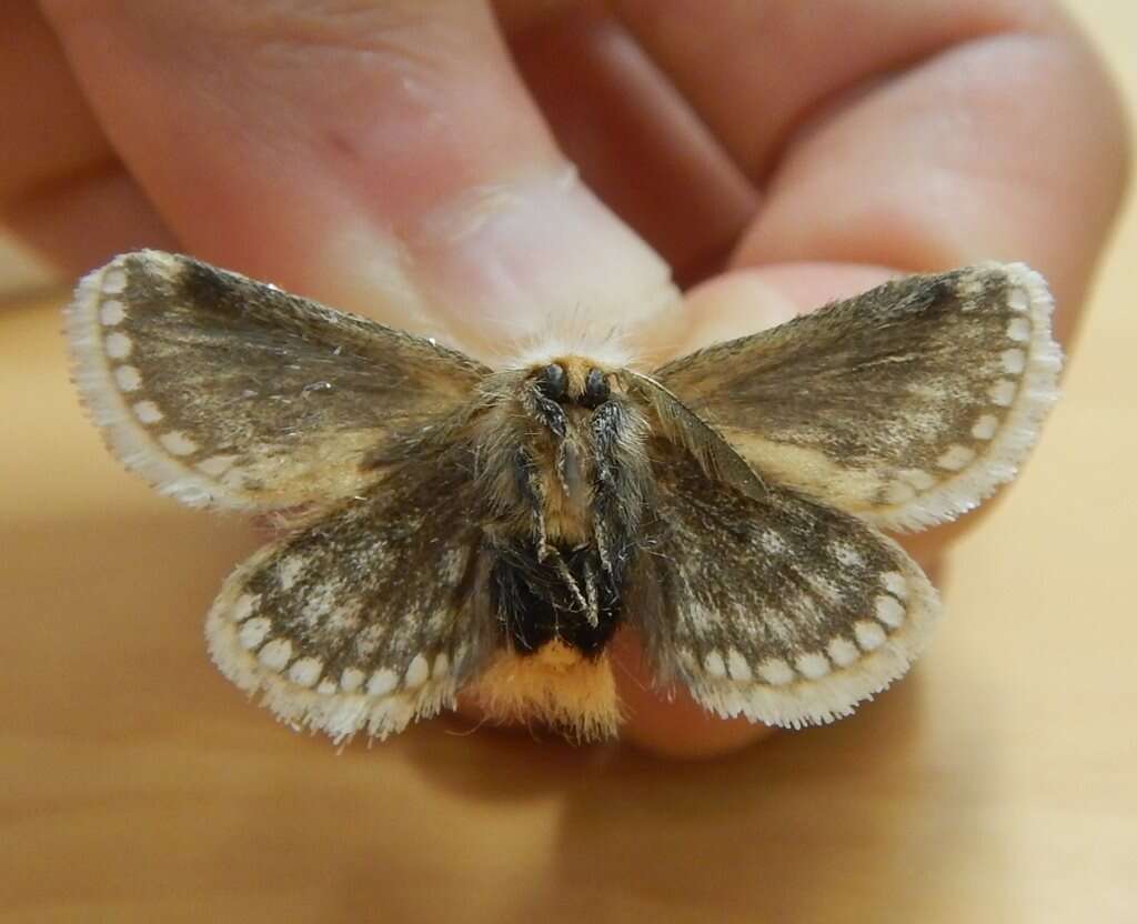 Image of Epicoma derbyana Strand 1929