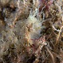 Image of dwarf ascidian