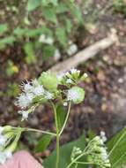 Plancia ëd Schizomyia eupatoriflorae (Beutenmuller 1907)