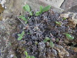 Image of Tylecodon faucium (Poelln.) H. Tölken