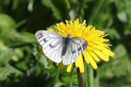 Image of Pieris napi britannica