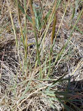 Imagem de Hordeum californicum Covas & Stebbins