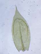 <i>Cirriphyllum crassinervium</i>的圖片