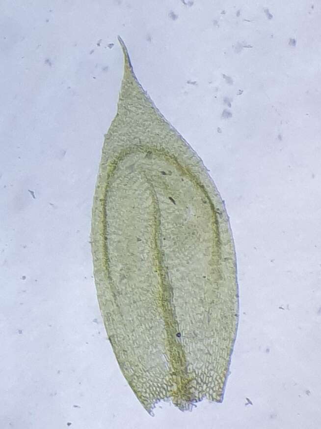 <i>Cirriphyllum crassinervium</i>的圖片