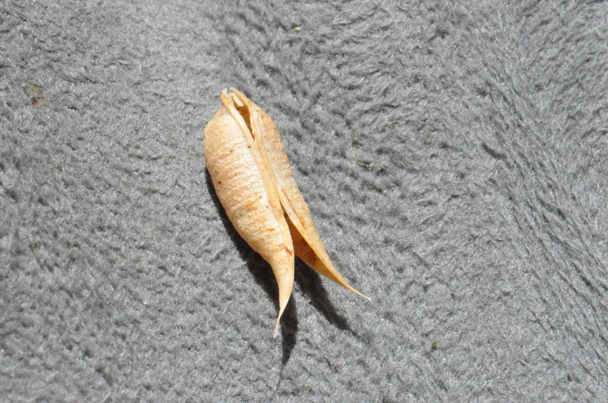 Image of Idaho milkvetch