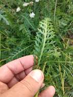 Image of Achillea inundata Kondrat.