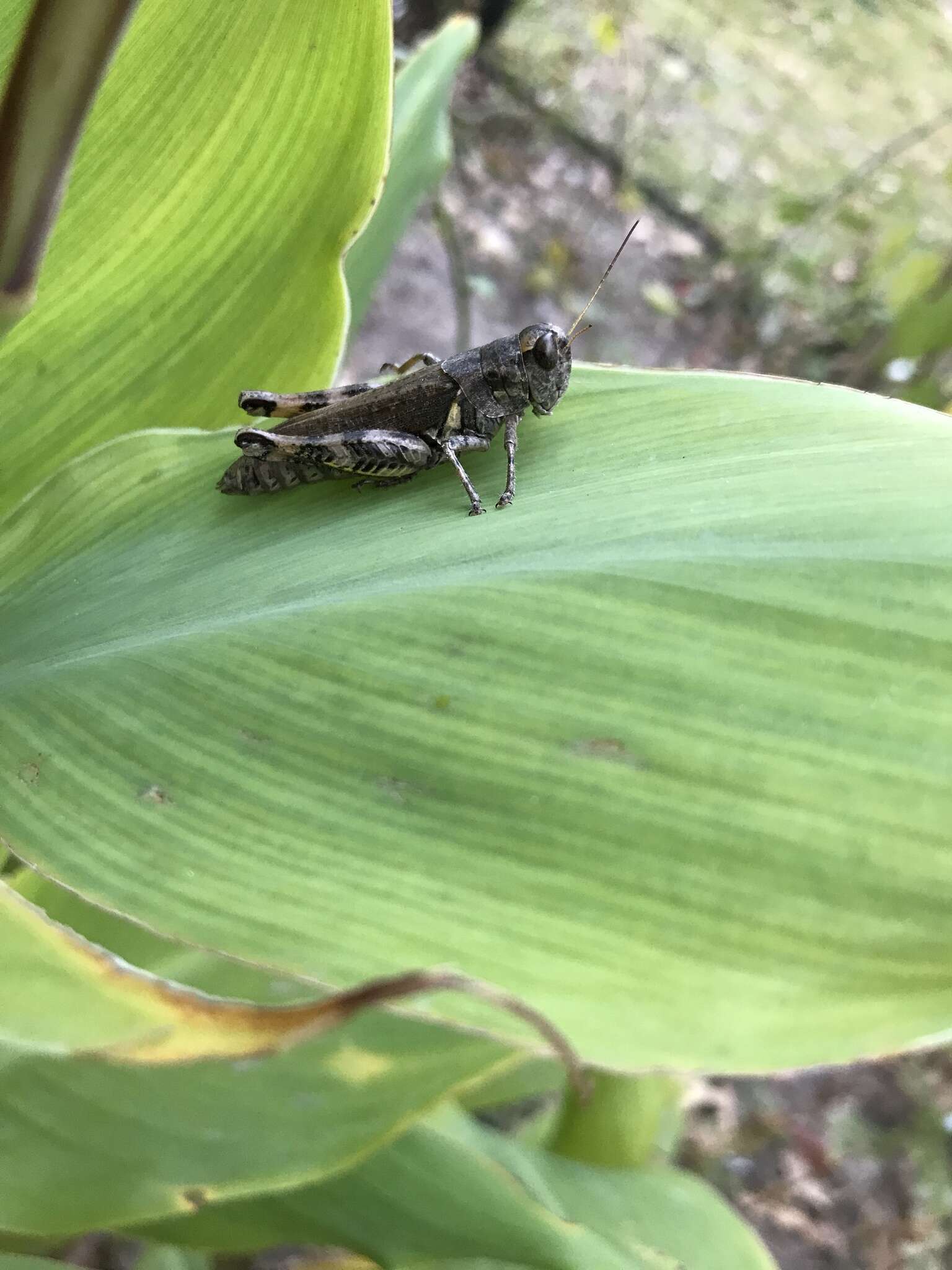 Melanoplus ponderosus (Scudder & S. H. 1875)的圖片