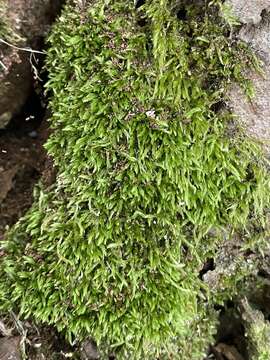 Image of Field Ragged Moss