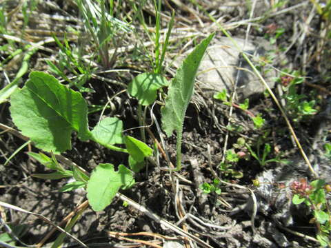 Image of Viola alexandrowiana (W. Beck.) Juz.