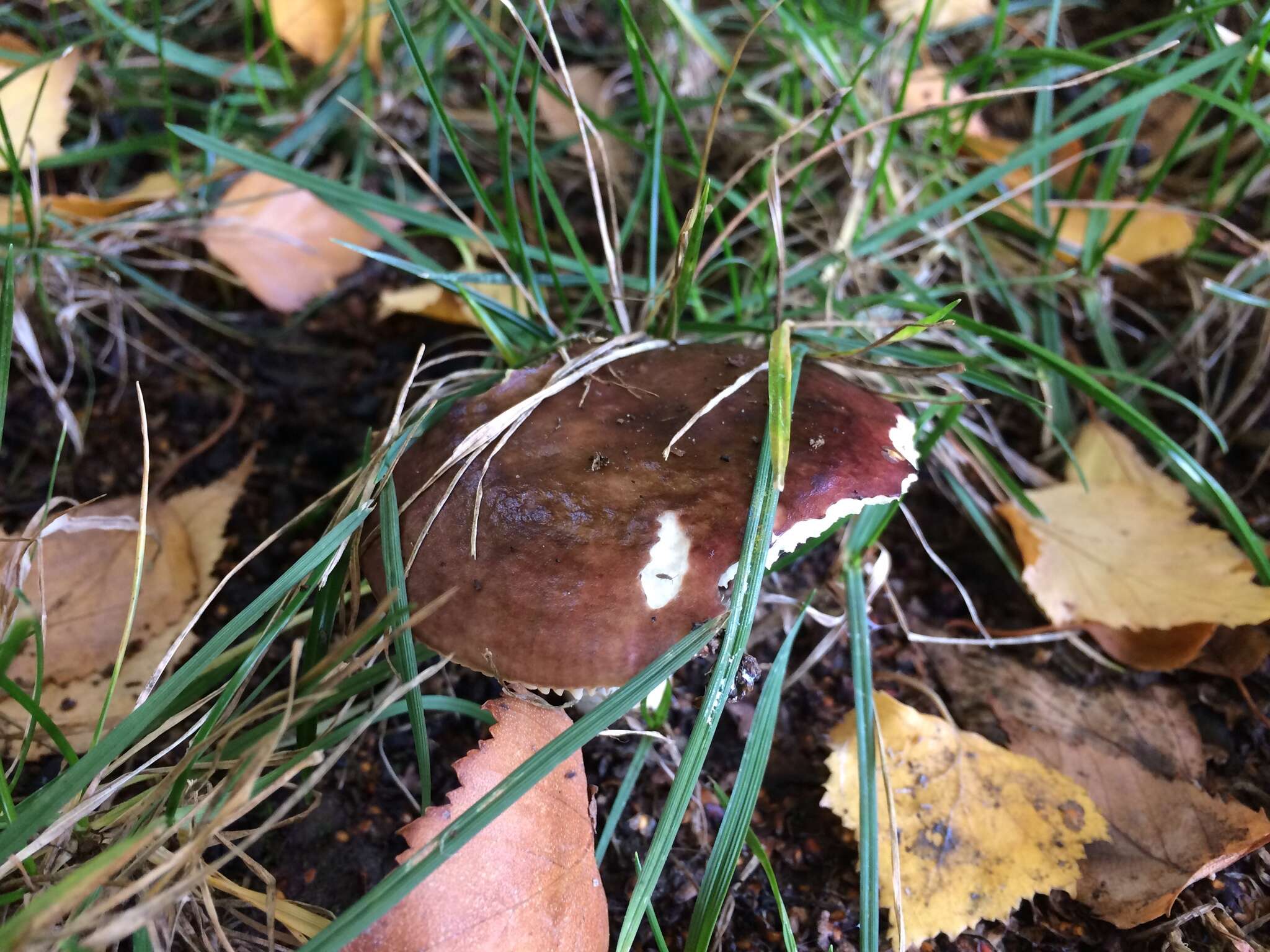 Imagem de Russula versicolor Jul. Schäff. 1931