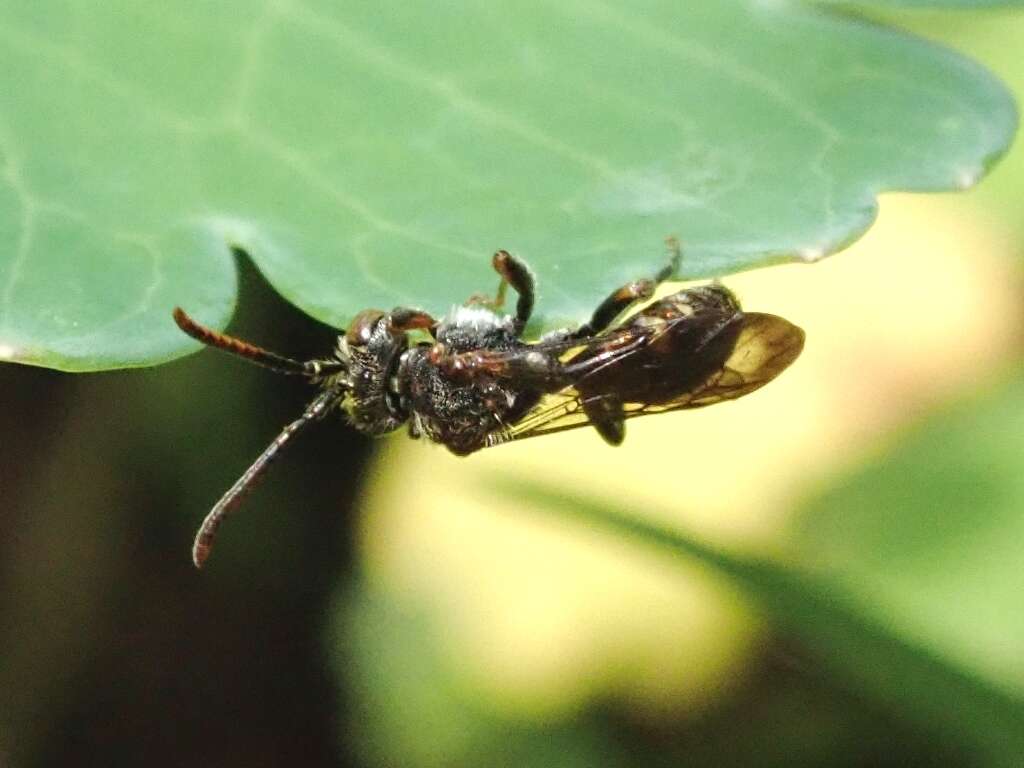 Image of Nomada okubira Tsuneki 1973