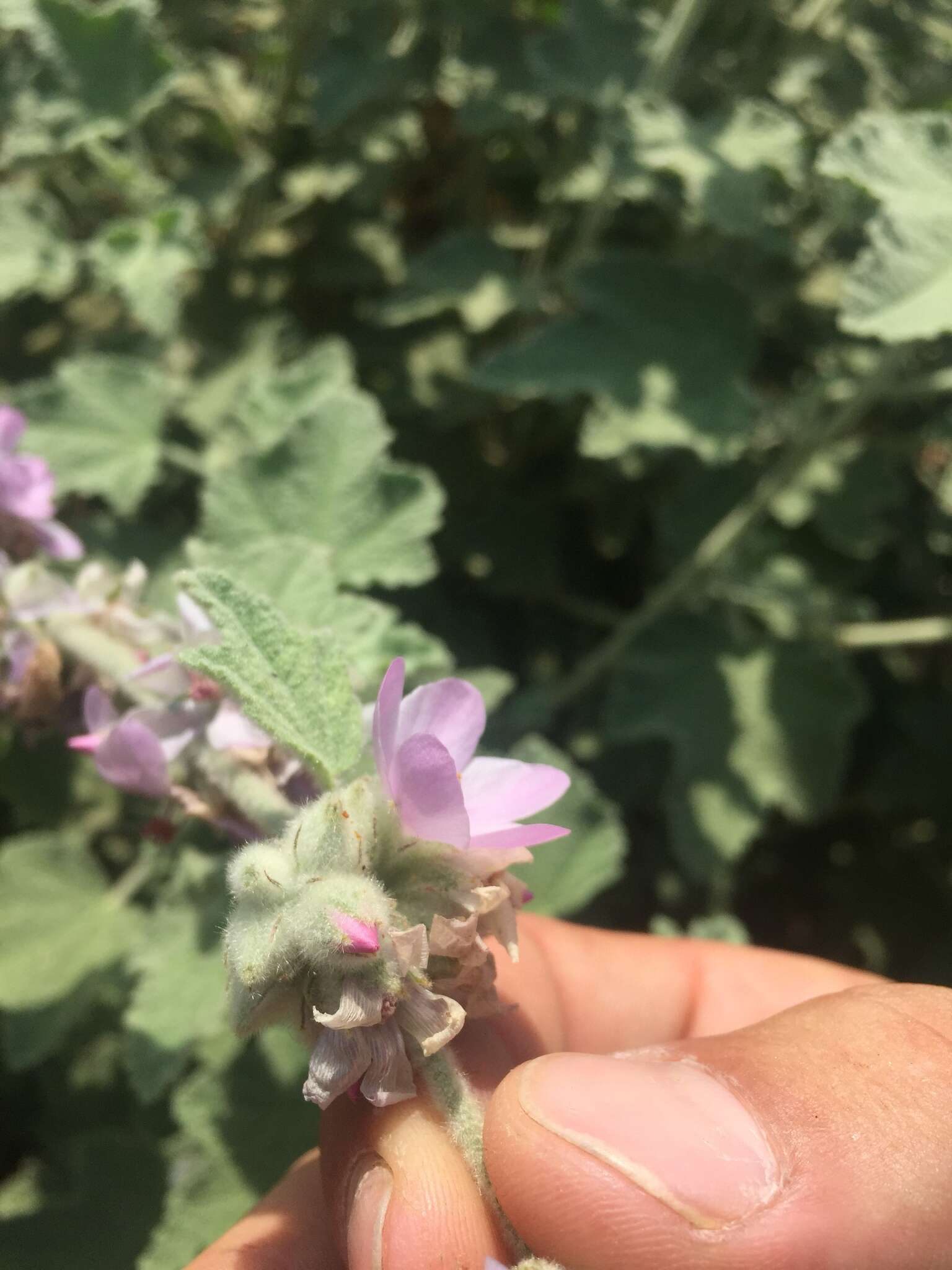 Image of Fremon's bushmallow