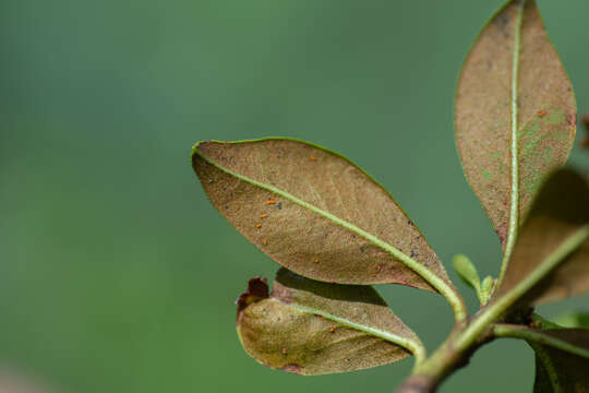 Image de Chrysomyxa rhododendri (DC.) de Bary 1879