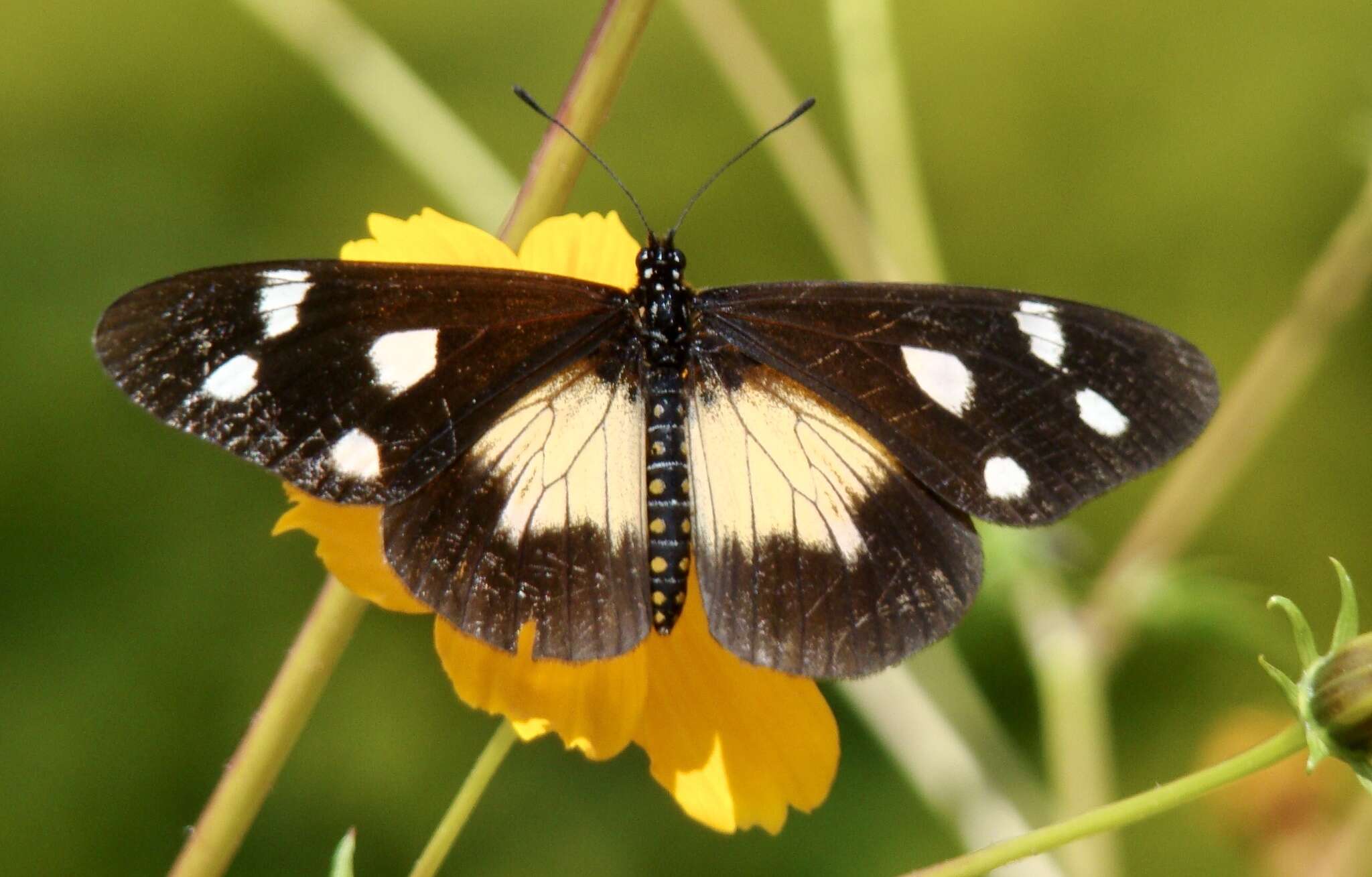 Imagem de Acraea johnstoni Godman 1885