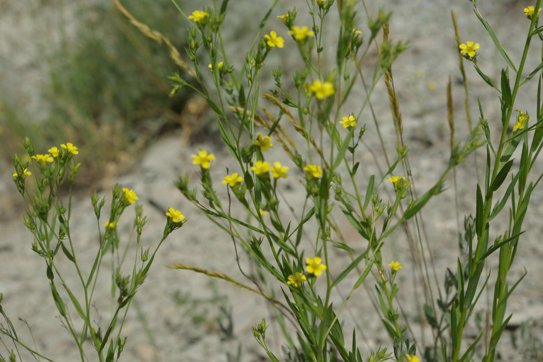 Linum corymbulosum Rchb. resmi