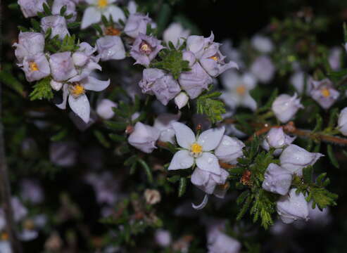 Image of Boronia pilosa subsp. pilosa