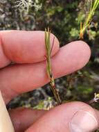 Image of Dracophyllum subulatum Hook. fil.