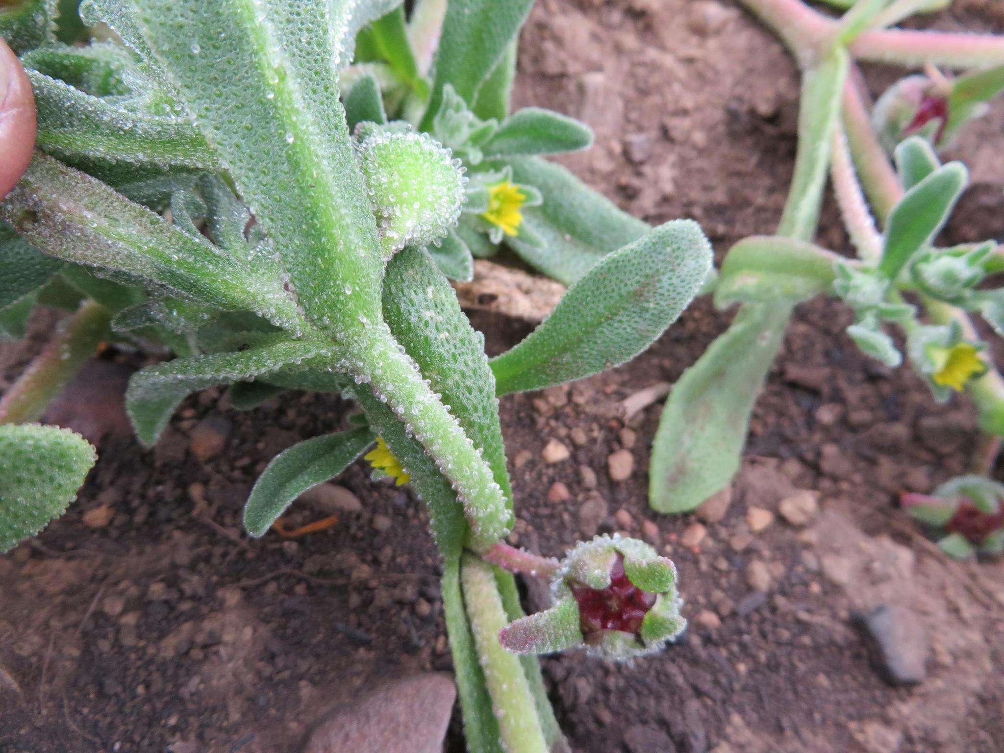 Image of Cleretum papulosum subsp. papulosum