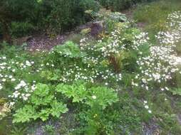 Image of Mantegazzi's Cow-Parsnip